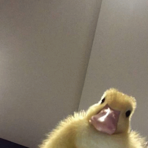 Duck Baby GIF - Duck Baby Looking Camera - Discover & Share GIFs