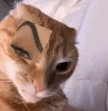 Cat Gato GIF - Cat Gato Ceja Levantada GIFs