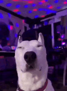 Dog Party GIF