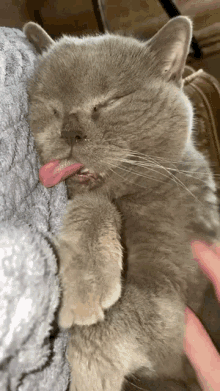 Cat кошка GIF - Cat кошка Sleep GIFs