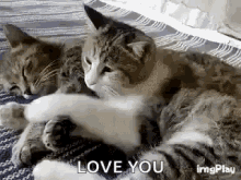 Cats Love You GIF - Cats Love You Hug GIFs