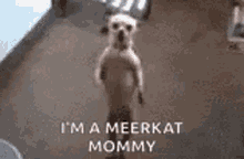 Meerkat Dancing GIF - Meerkat Dancing Dog GIFs