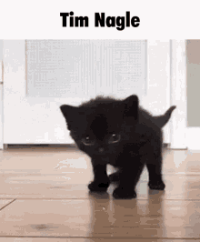 Tim Nagle Kitten GIF
