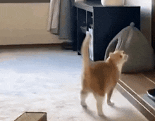 Confused Cat GIF - Confused Cat Kitty GIFs
