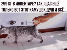 Cat Russian Thing GIF - Cat Russian Thing GIFs