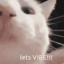 Vibe Cute GIF - Vibe Cute Cat GIFs