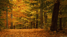 Fall GIF - Seasons Autumn Fall GIFs
