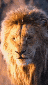 a close up of a lion 's face with the words ' we all ' on it