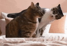 two cats are laying on a bed with a blanket