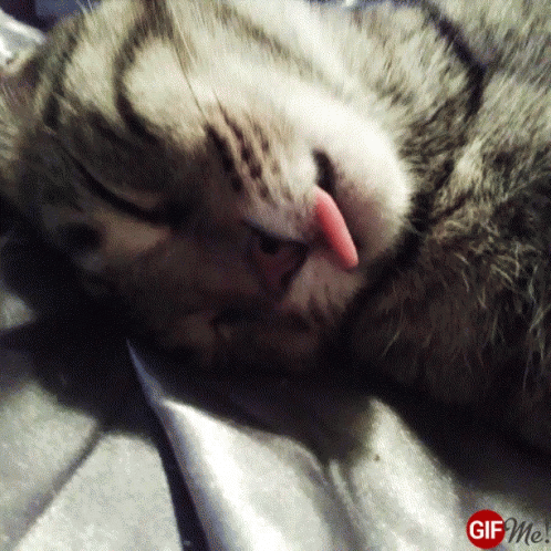 Stumpy Cat! - Señor GIF - Pronounced GIF or JIF?