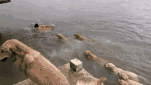 a group of dogs are swimming in a lake
