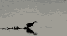 duck run water shadow loop