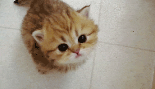 Meow GIF - Kittens Meowing Kitty - Discover & Share GIFs