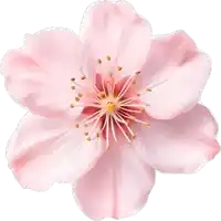 a close up of a pink flower with a white background
