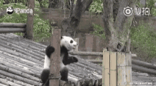 Pandas Funny Animals GIF