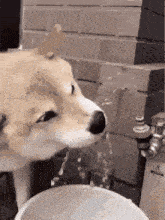 a dog is drinking water from a bucket outside .