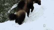 Wolverine Smash GIF - Animals Wolverine Snow GIFs
