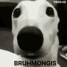 a close up of a dog with bruhmongis written on the bottom