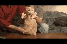 Ginger Likes Dancing  GIF - Cat Dancing Cute GIFs