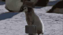 Business Penguin GIF - Work Penguin Off To Work GIFs
