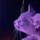 Cat Runner 2049 Cyberpunk GIF