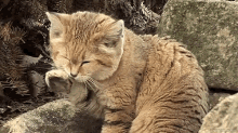 Cat Licking GIF