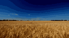 Golden Wheat Field GIF - Golden Wheat Field GIFs
