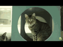 How To Introduce A New Cat To Your Other Pets GIF - Cats Pets GIFs