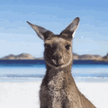 Happy Australia Day January26 GIF