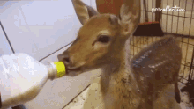 Feeding The Pet Collective GIF - Feeding The Pet Collective Deer GIFs