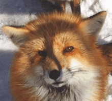 a close up of a fox 's face with snow in the background