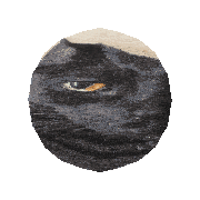 a close up of a black cat in a circle on a white background