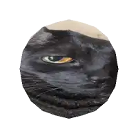 a close up of a black cat in a circle on a white background
