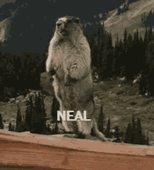 Neal Marmot GIF - Neal Marmot GIFs