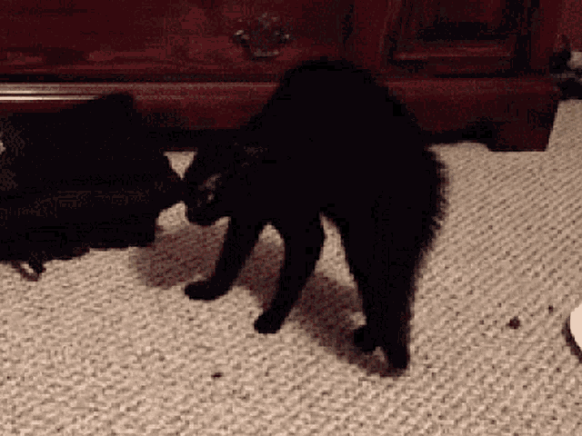 black-cat-cat.gif