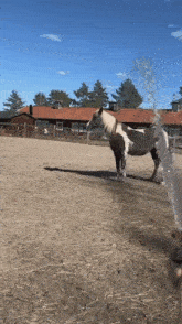 Horse Spinning GIF - Horse Spinning GIFs