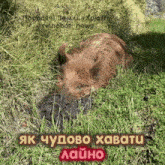 a picture of a bear laying in the grass with a caption in russian