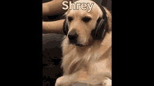 Shrey Patel GIF - Shrey Patel GIFs