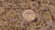 Sml Toad GIF - Sml Toad Nickel GIFs