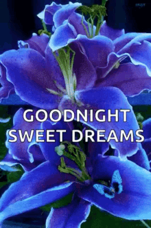 goodnight sweet dreams sparkles butterfly