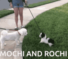 Mochi And GIF - Mochi And Rochi GIFs