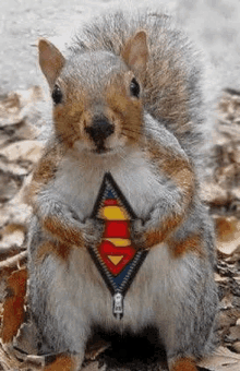 Super Squirrel GIF