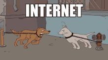fight reality internet dog fight