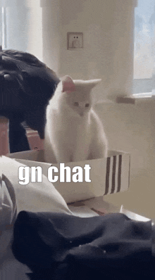 Gn Chat GIF - Gn Chat Cat GIFs