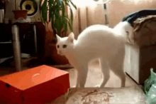 Cat Walking On Two Legs GIF - Cat Creepy Funny GIFs