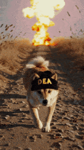a dog wearing a hat that says dea is walking down a dirt road
