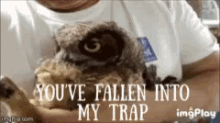 Fallen Into My Trap Owl GIF - Fallen Into My Trap Owl Evil GIFs