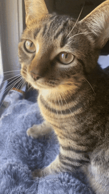 Spunky Cat GIF - Spunky Cat Kneeding GIFs