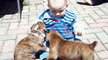 Boxer Puppies And Baby GIF - Cute Dogs Puppies GIFs