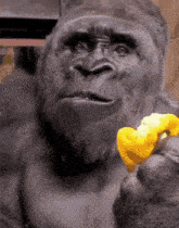 Gorilla Pepper GIF - Gorilla Pepper Uhhh Idk GIFs